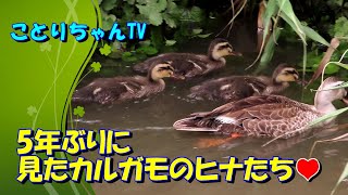 カルガモ親子ヒナ3羽【ことりちゃんTV】5年ぶりに可愛いヒナを見て感激～♥