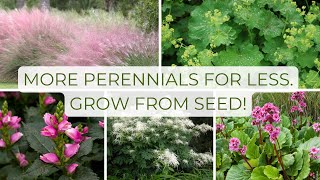 You Should Grow Perennials from Seed, Here's why! I've Grown Some Beautiful Flowers & Doing It Again