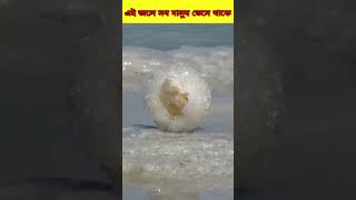 এই পানিতে সব কিছু ভেসে থাকে #reels #viral #shorts