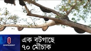 ৪০০ বছরের বটগাছে ৭০টি মৌচাক || [Sherpur MouChak ]