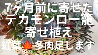 【vlog223多肉植物】2024、12モンロー籠寄せ植えを紅葉多肉足し可愛く！