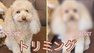 【トリミング】🐶モサモサからふわふわに大変身！【Before→After】