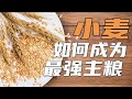 【鬼谷闲谈】小麦如何成为最强主粮？