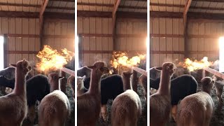 Amazing Fire-Breathing Alpaca