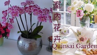 010【J\u0026J花漾年華】五月的 蝴蝶蘭与牡丹郁金香切花 室内花卉  Orchidee，Tulips  Tulpen 德国生活之室内花卉 Part1