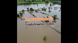 โคราชอ่วมน้ำทะลักล้นตลิ่ง ท่วมพื้นที่เกษตรกว่า500ไร่ : Matichon Online