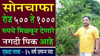 सोनचाफा | सलग ३५ वर्ष रोज उत्पन्न देणारे Cash Crop | मालक व्हा | SP Formula |SUSHAVI AGRO /MNN -1802