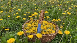 ทุ่งทองคำ เหลืองอร่ามเต็มทุ่ง ดอกฟันสิงโต ยืนงงในดงฟันสิงโต Dandelions.30/4/23.