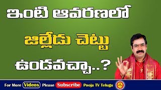 ఇంటి ఆవరణలో జిల్లేడుమొక్క ఉండవచ్చా.? | Jilledu Chettu In Home | Jilledu Chettu Pooja | Tella Jilledu