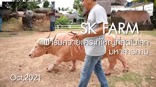 ฟาร์มควายแคระ(เผือก)ที่ใหญ่ที่สุดในโลก SK FARM มหาสารคาม