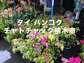 タイ バンコク チャトチャック植木市の様子