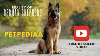 GERMAN SHEPHERD Explained: The Dog That’s Smarter Than You Think