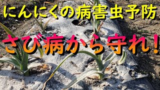 【にんにく最後の追肥は有機石灰】元気に育ててさび病から守りましょう