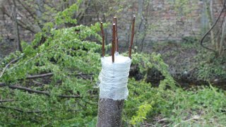 Apricot bark grafting