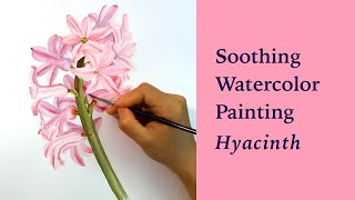 Soothing watercolor painting: pink hyacinth