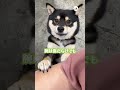 可愛すぎるお誘い😄｜peco 黒柴 柴犬 柴犬のいる暮らし shiba shibainu shibainulife shibainulove