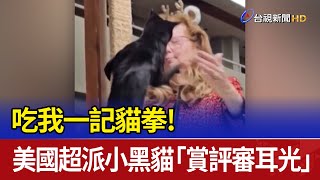 吃我一記貓拳！ 美國超派小黑貓「賞評審耳光」