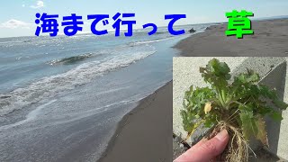 I went to the beach and ended up eating the same old weed tempura.