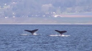 11.2.16  Humpback Whales \u0026 Common Dolphin #Monterey #Travel #Adventure #Travel