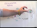 Cranial Nerve III - Anatomy Lecture for Medical Students - USMLE Step 1