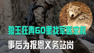 母狼深夜难产，狼王狂奔60里找军医求救，事后为报恩义务站岗