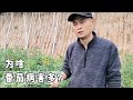 为啥番茄病害多？除了温度和湿度，这个原因别忽视