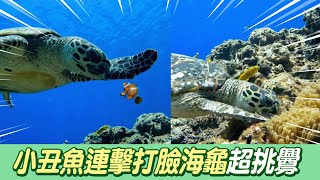 調皮小丑魚海中連擊海龜！ 牠氣炸怒咬海葵直接拆家XD@吃瓜第一排teatime