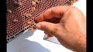 Pinching a queen to save a hive. I replace my non laying queen with a new one.