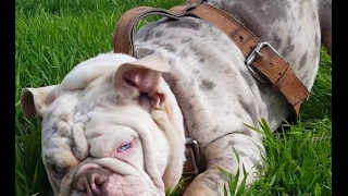 Lilac Tri Merle English Bulldog * Scarface