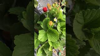 Strawberries : Strawberry farm in California | Harvesting fresh strawberries | American Tamil radio