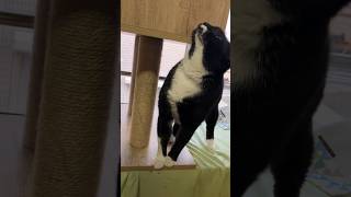 ジャンプしておはようを言ってくれるハチワレ猫🐈tuxedo-catざきお【猫動画】