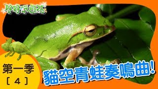 【好好玩自然】小樹蛙的ㄧ生！翡翠樹蛙 雨傘節｜第4集_第ㄧ季｜文山區貓空｜柳丁哥哥 阿峰老師｜生態探索｜YOYO