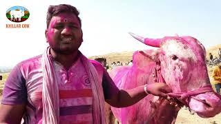 पुसेगाव मैदानात आदत बैलानी केला गुलाल / बैलगाडी शर्यत / khillar cow