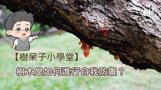 【樹呆子小學堂】樹木是如何進行自我防禦？ #萜類 #樹木 #樹醫生劉東啟