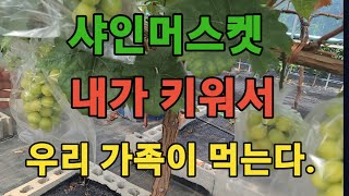 🍇샤인머스켓 ♦️ 텃밭에서 키워도 A급 샤인머스켓을 만들수있습니다.♦️