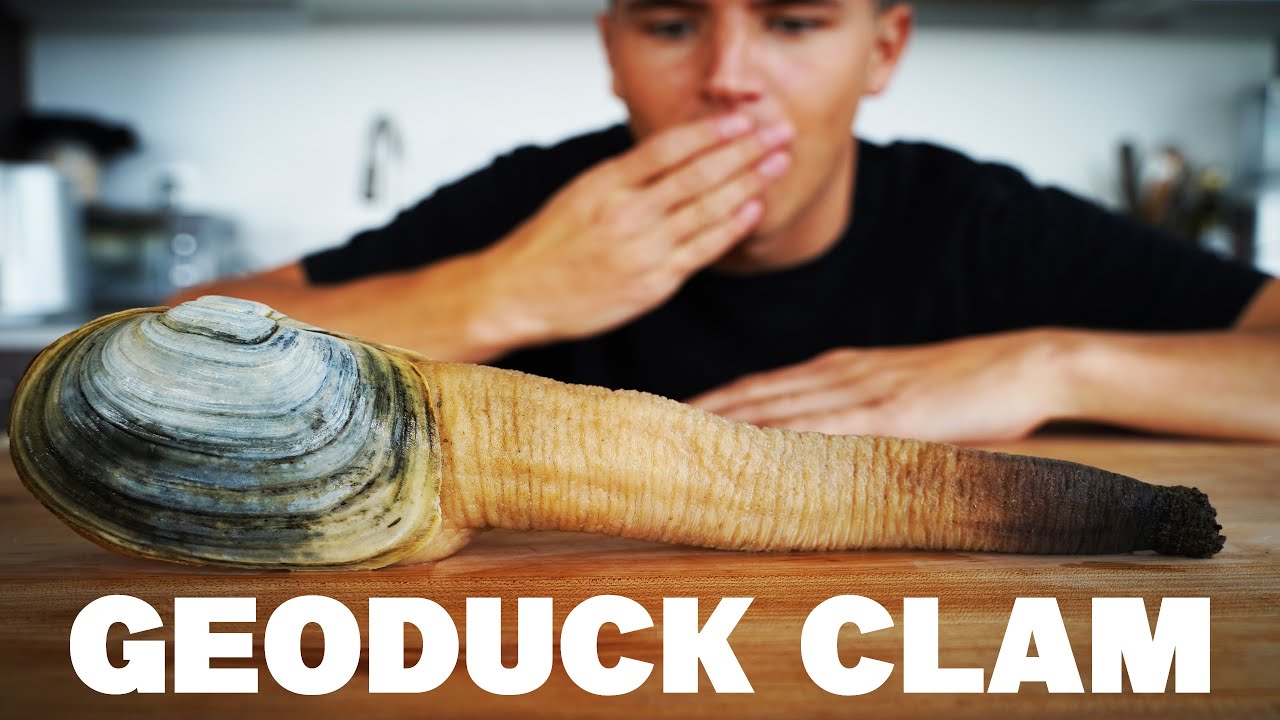 Eating A Geoduck Clam - YouTube