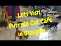 VLOG 240: Lets Visit the Purrple Cat Cafe in Glasgow