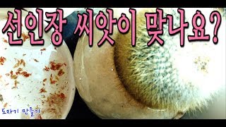 선인장 키우기 씨앗 체취하기Cactus seeds