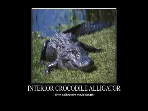 Download Ripper Crocodile Da Full Chip (interior Song) Alligator Freestyle Download Ripper Crocodile Da Full Chip (interior Song) Alligator Freestyle