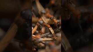 The Fascinating Social Society of Ants