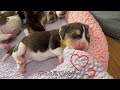 ビーグル 生後5日目の子犬たち コマ