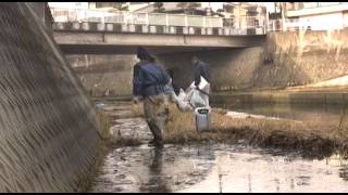 福田川(兵庫県神戸市）の清掃活動