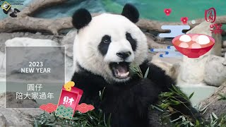 20230126 大年初五圓仔勤上班，一早體育課就考滿分 The Giant Panda Yuan Zai