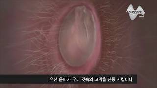 [악기해바라] 왜 소음때문에 청력이 손상될까요?