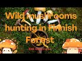 Wild edible mushrooms Hunting in Finland