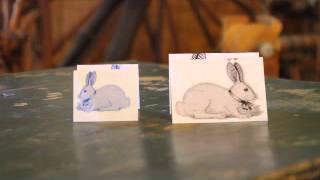 dominant/recessive in rabbit color genetics