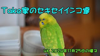 ４K動画　Nikon Z６Ⅲ　24-120/４Sで撮影　セキセイインコ達