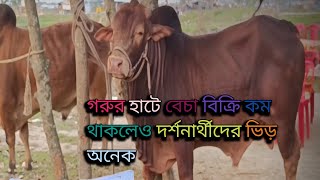 দামে দরে জমজমাট পশুর হাট। বড় গরুর দাম শুনে চোখ কপালে। হাটে জমজমাট দর্শনার্থীদের ভিড়।