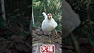 【音ハメ】大福音ハメ（ひよこ名前紹介） #にわとり #backyardchickens #ニワトリ #動物 #ひよこ #生き物 #chicken＃かわいい＃可愛い＃癒し」＃雛＃ヒヨコ＃鶏ちゃん＃音ハメ