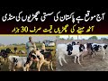 Small Cow Baby Calf Price In Pashu Mandi Punjab | Gojra Maweshi Mandi | Pk Janwar Mandi